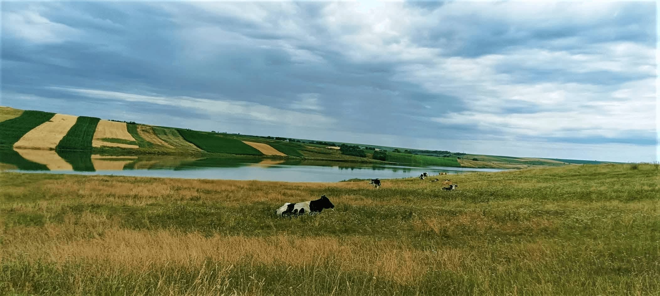 Câmp verde cu o vacă, lângă lac