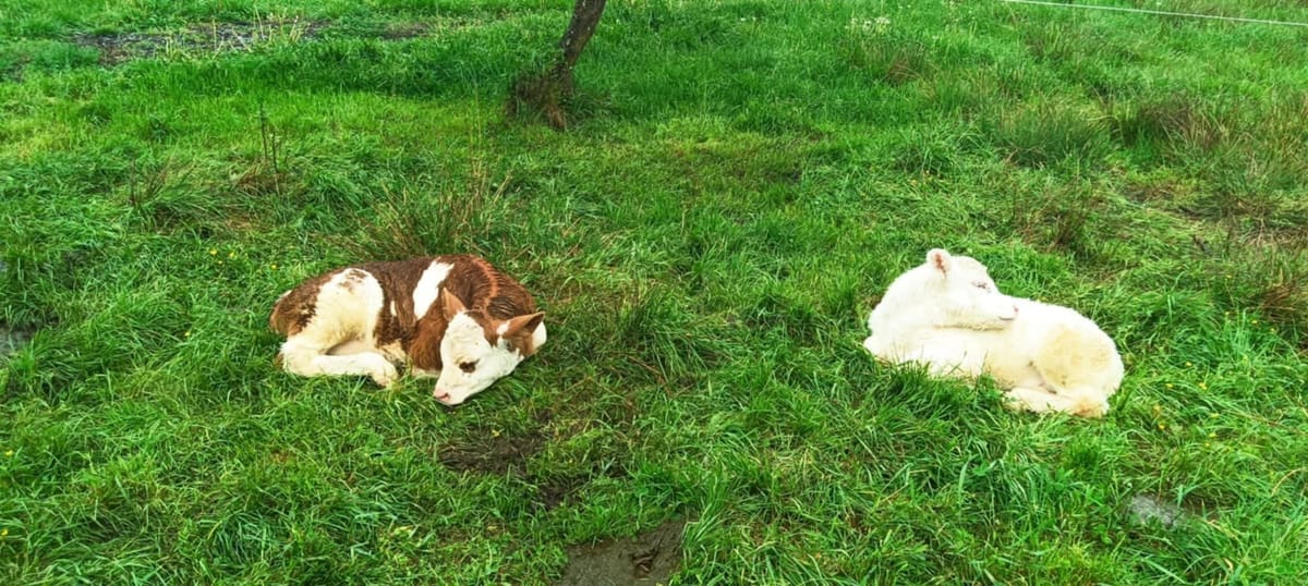 De Florii - cele mai verzi și spectaculoase locuri prin care am fost ultimii ani