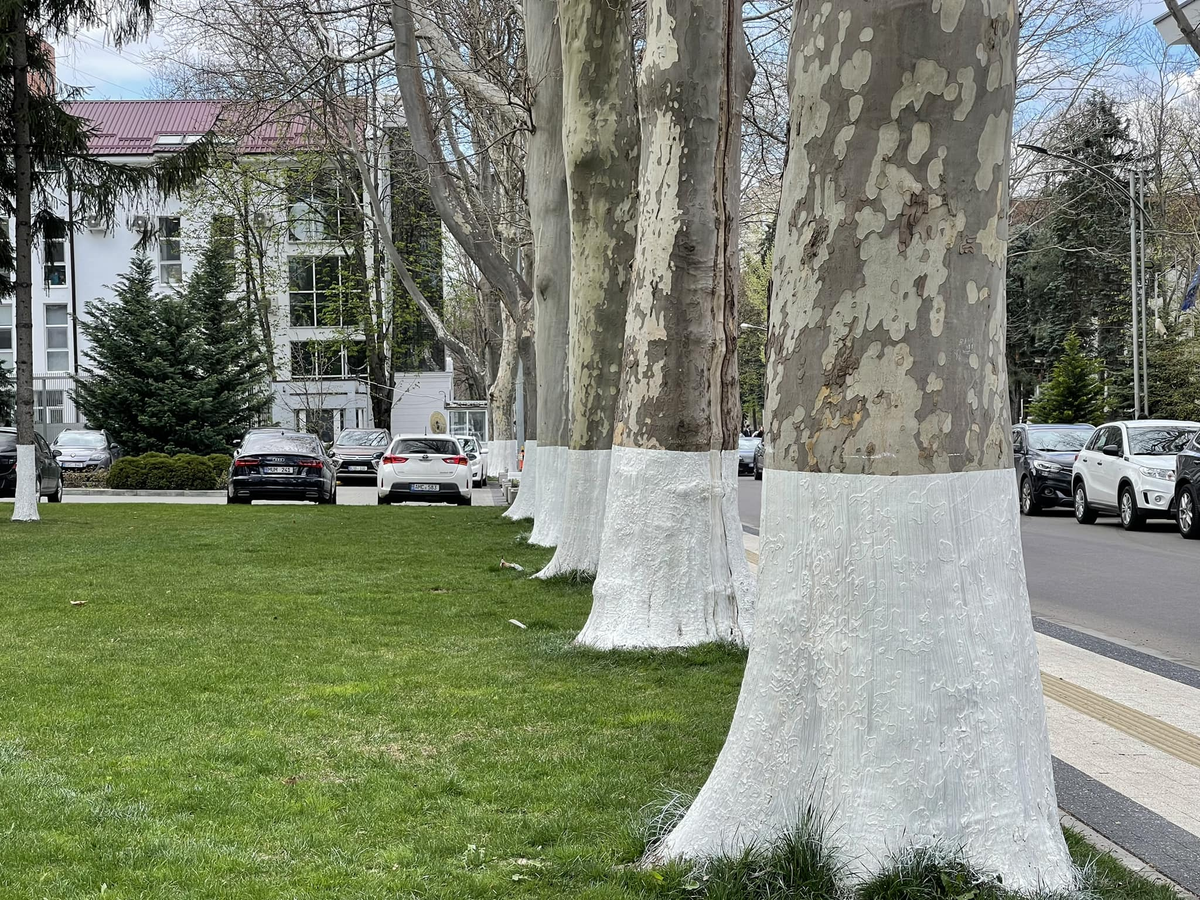 De ce se dau cu var copacii şi bordurile în Est - peisajul politic şi Paştele administrativ