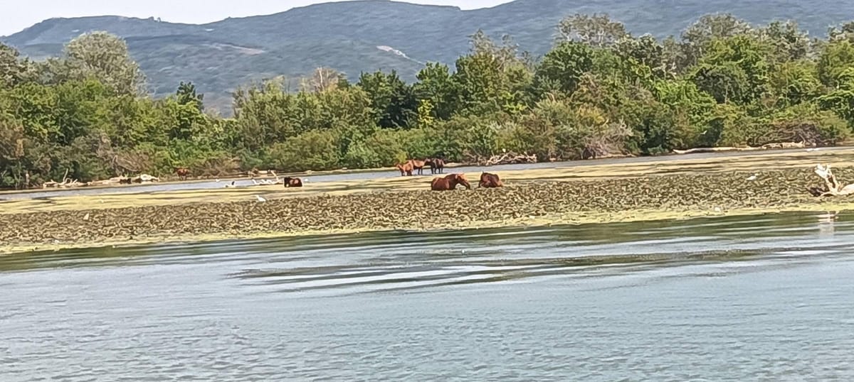Moldova Nouă, Ostrov - locul unde caii dingo devin acvatici: de la însălbătăcire, la adaptare şi împăcare. Pe Dunăre.