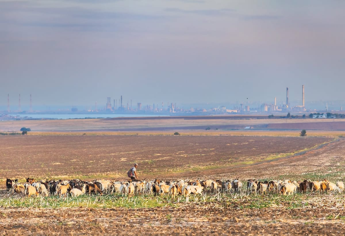 Ciobanii nu mai există. De la regimul hibrid pastoral-intensiv, la cel industrial-intensiv | Interviu cu antropologii Răzvan Papasima și Alexandru Iorga