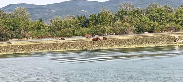 Moldova Nouă, Ostrov - locul unde caii dingo devin acvatici: de la însălbătăcire, la adaptare şi împăcare. Pe Dunăre.