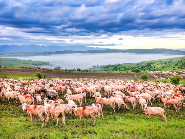 Despre criza crescătorilor de ovine și caprine în România. Interviu cu Ramona Duminicioiu (Eco Ruralis)