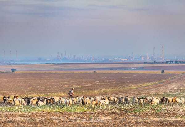 Ciobanii nu mai există. De la regimul hibrid pastoral-intensiv, la cel industrial-intensiv | Interviu cu antropologii Răzvan Papasima și Alexandru Iorga