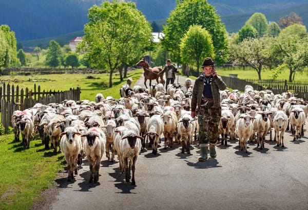 România trebuie să renunțe la exportul de animale vii și să construiască o zootehnie sigură, cu valoare adăugată